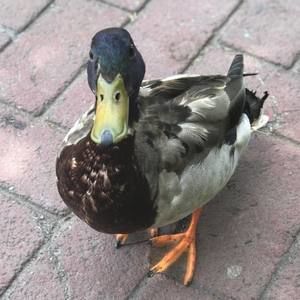 Meet your Posher, Ci